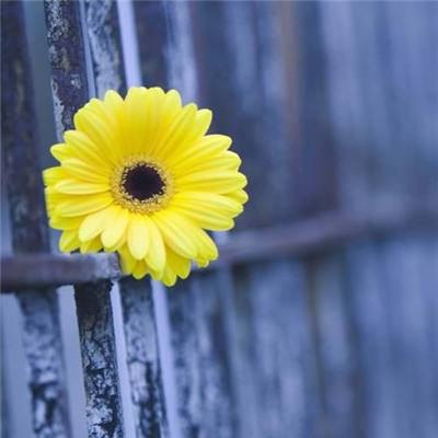 麻将胡了链接下载